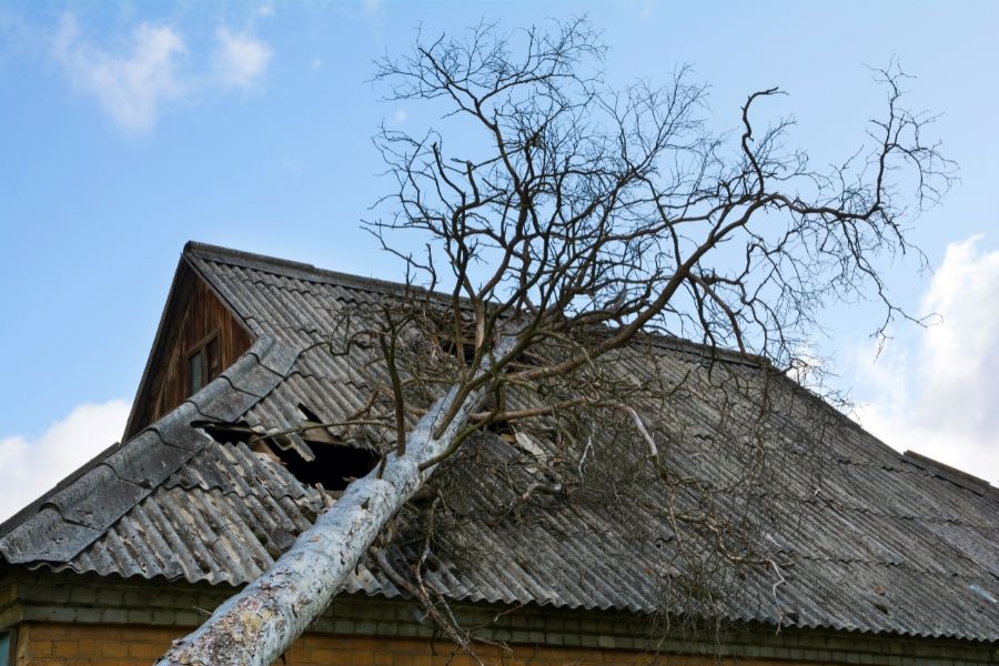 dégât tempête arbre